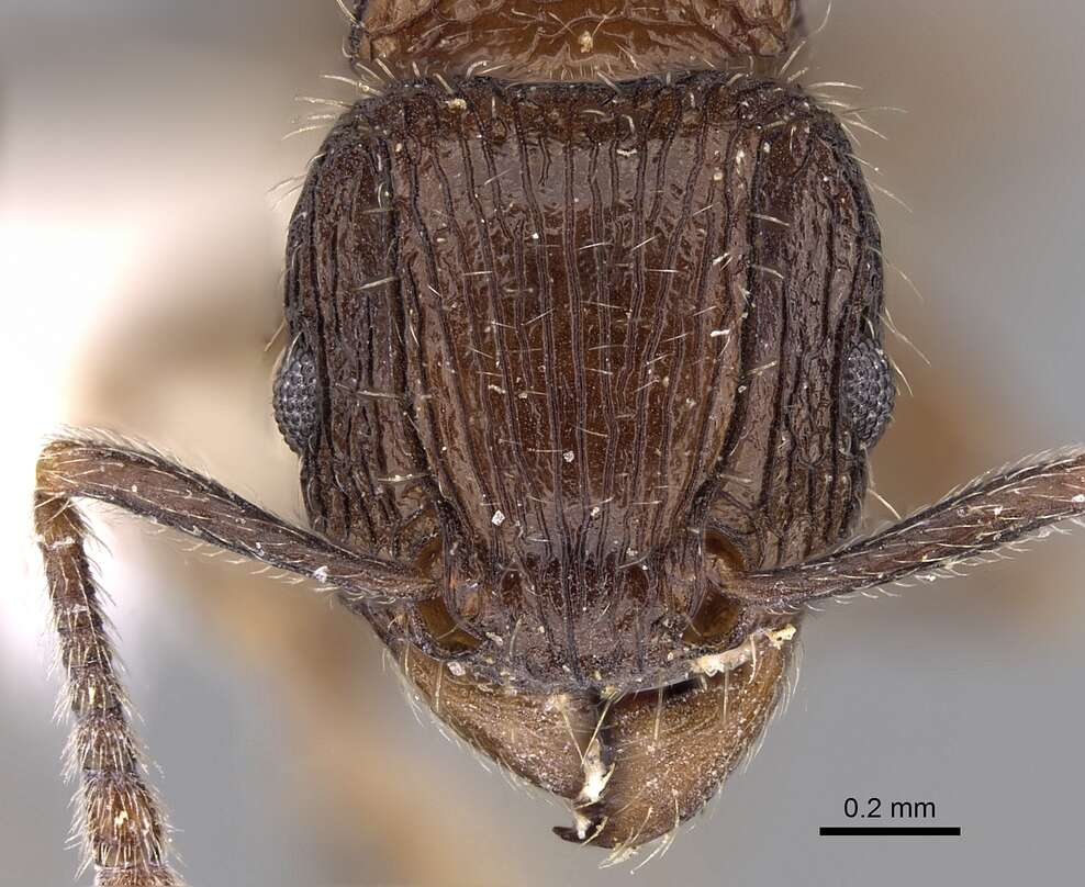 Image of Tetramorium pleganon Bolton 1979