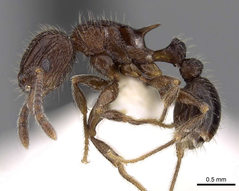 Image of Tetramorium pleganon Bolton 1979