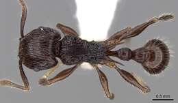 Image of Tetramorium electrum Bolton 1979