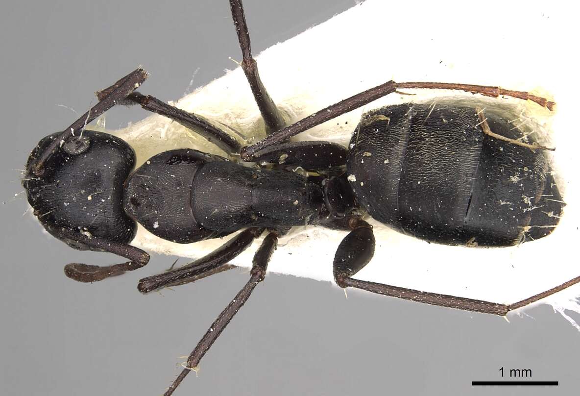 Plancia ëd Camponotus gestroi Emery 1878