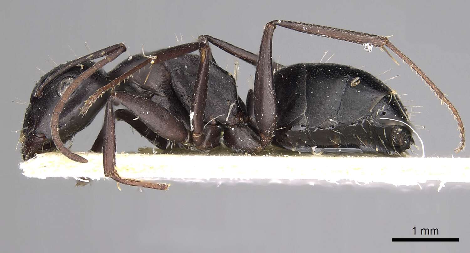 Plancia ëd Camponotus gestroi Emery 1878