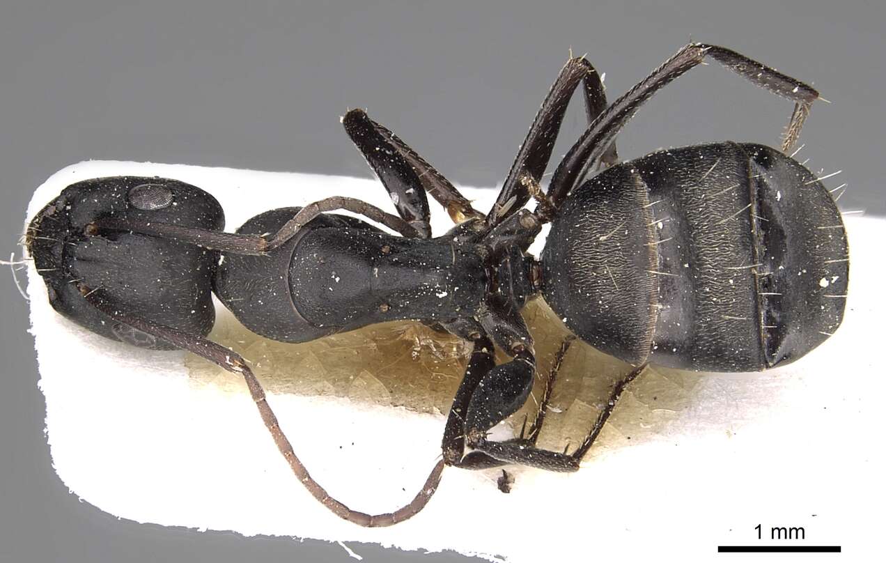 Plancia ëd Camponotus gestroi Emery 1878