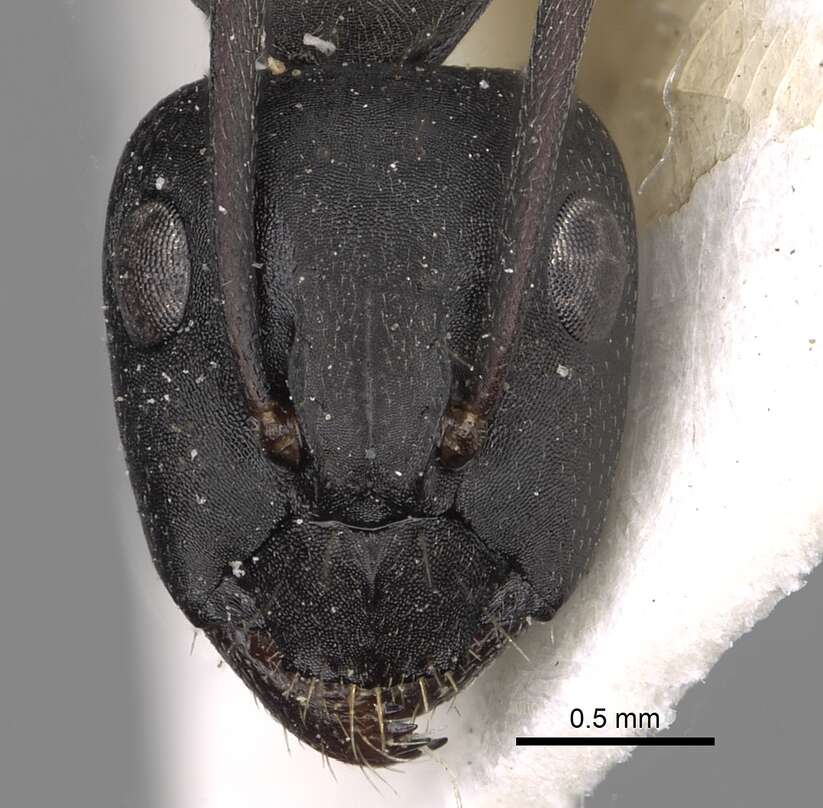 Camponotus gestroi Emery 1878的圖片