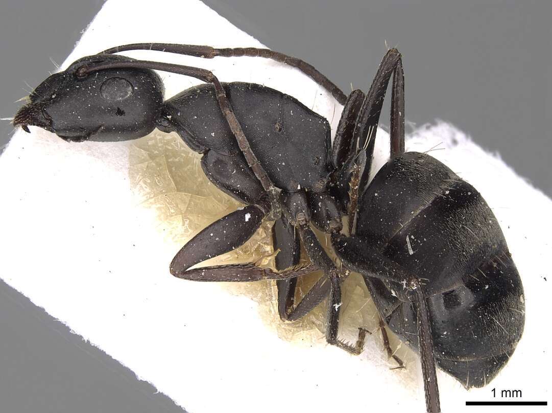 Plancia ëd Camponotus gestroi Emery 1878