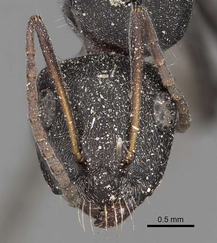 Image of Camponotus kiesenwetteri (Roger 1859)