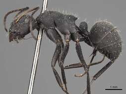 Image of Camponotus kiesenwetteri (Roger 1859)