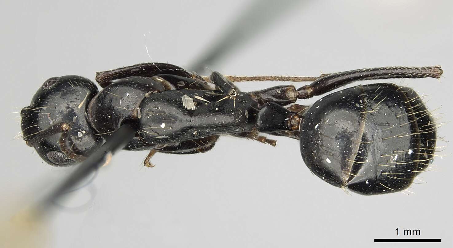 Image of Camponotus aethiops (Latreille 1798)