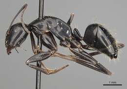 Image of Camponotus aethiops (Latreille 1798)