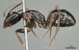 Image of Camponotus aethiops (Latreille 1798)