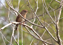 صورة Troglodytes aedon Vieillot 1809