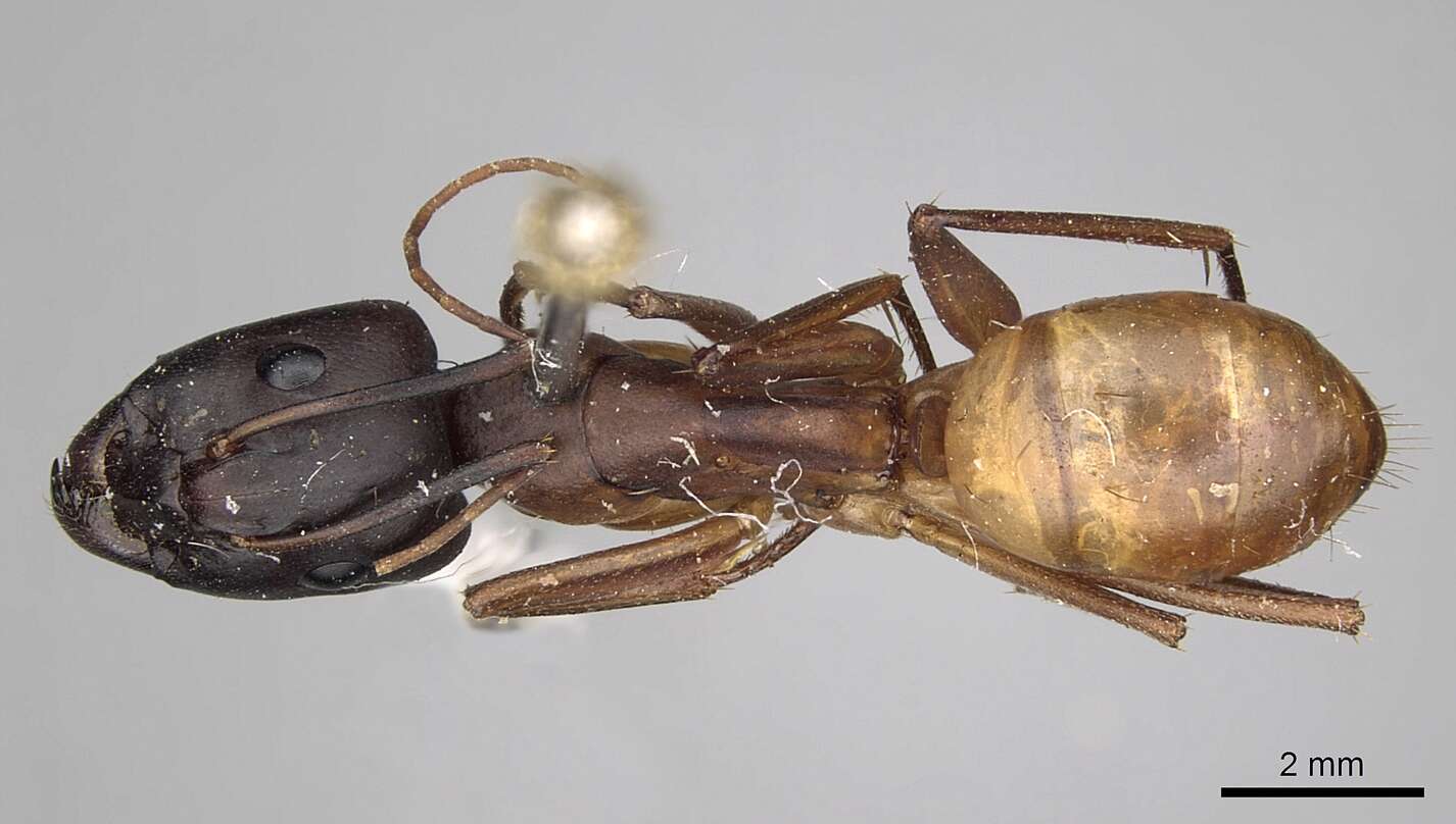 Image of Camponotus sanctus Forel 1904