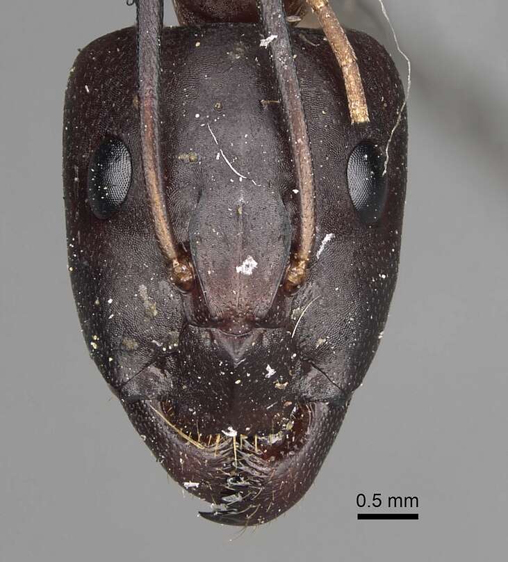 Image of Camponotus sanctus Forel 1904