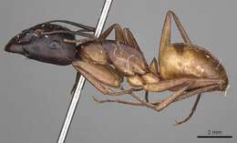 Image of Camponotus sanctus Forel 1904