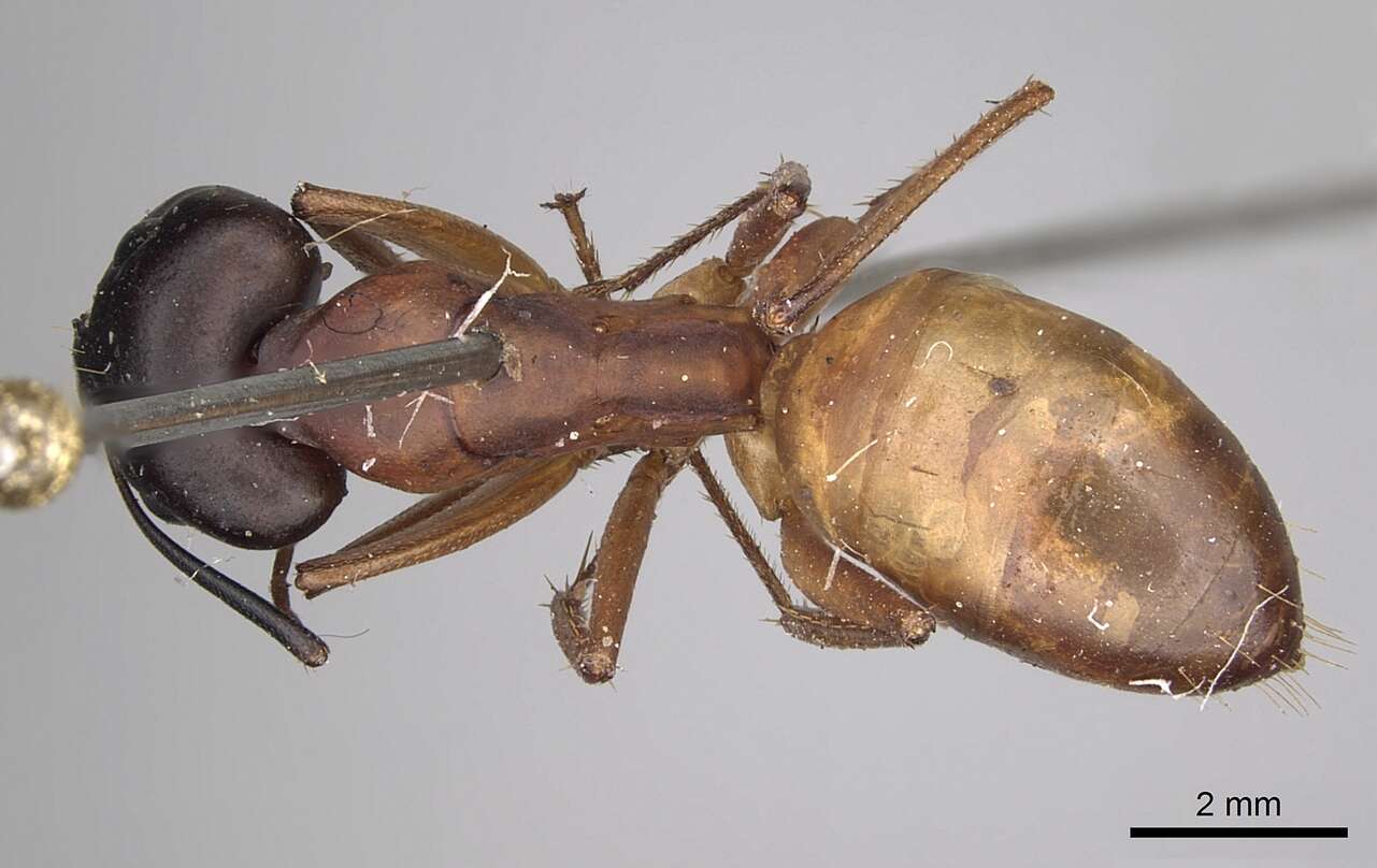 Image of Camponotus sanctus Forel 1904