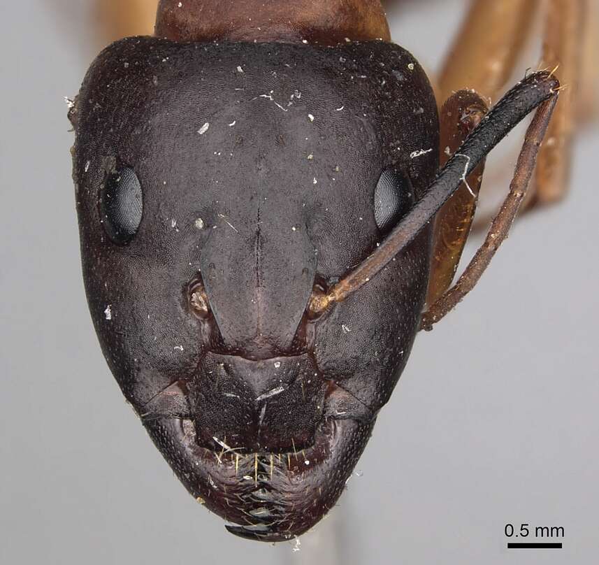 Image of Camponotus sanctus Forel 1904