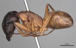 Image of Camponotus sanctus Forel 1904