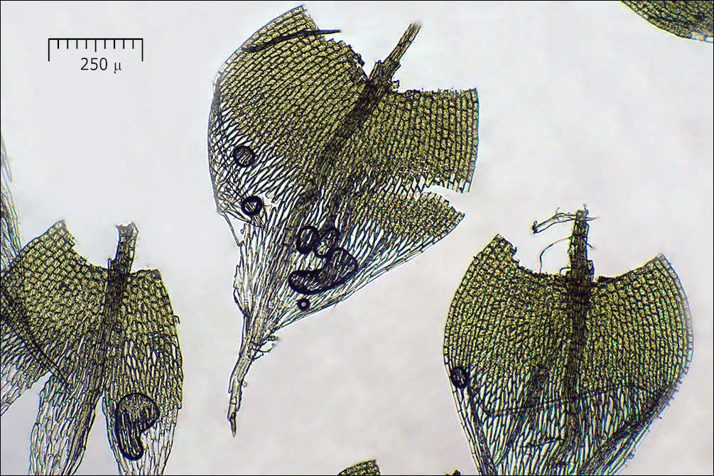 Image of silvergreen bryum moss