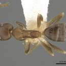 Image of Technomyrmex gibbosus Wheeler 1906