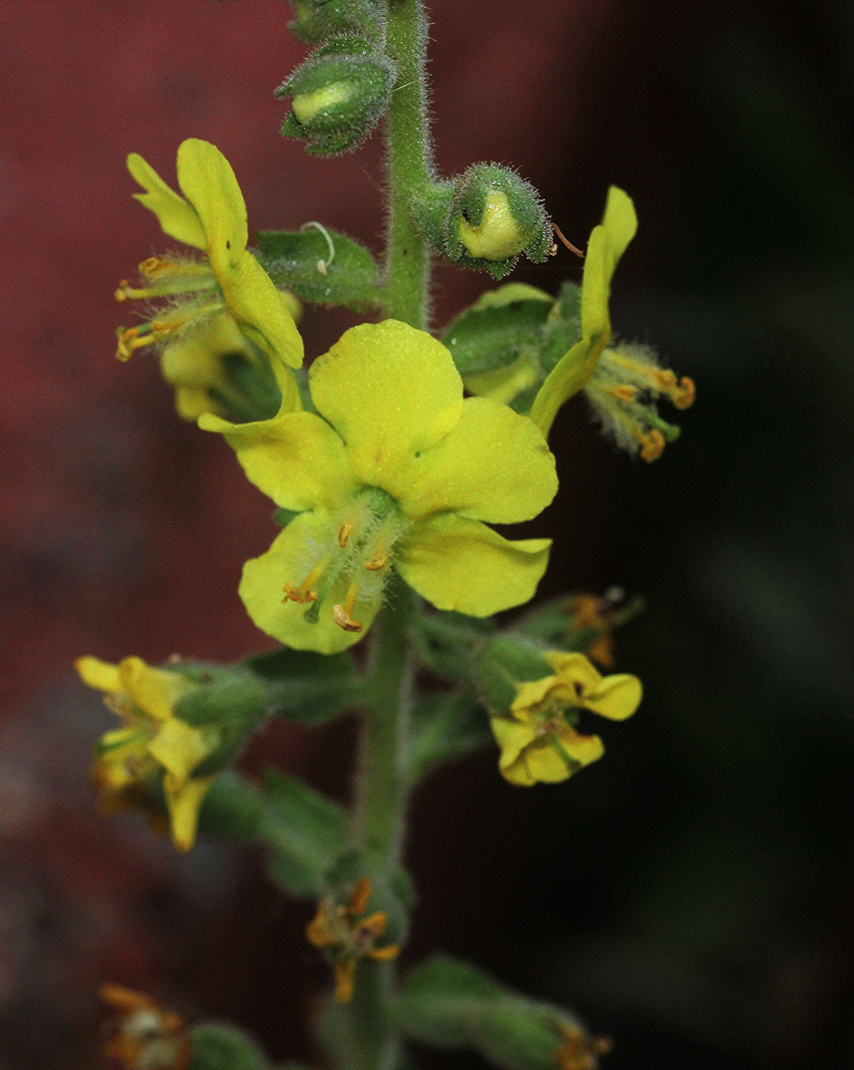 Image of Verbascum coromandelianum subsp. sinense (L.) D. Mc Kean