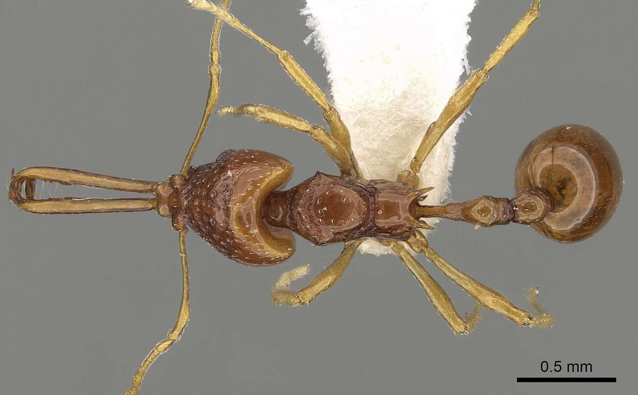 Image of Acanthognathus