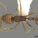 Image of Acanthognathus rudis Brown & Kempf 1969