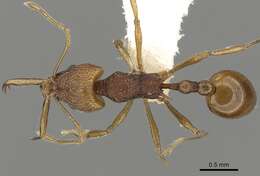 Image of Acanthognathus rudis Brown & Kempf 1969