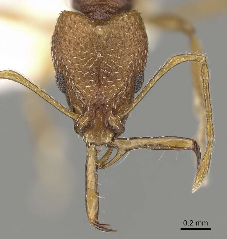 Image of Acanthognathus rudis Brown & Kempf 1969