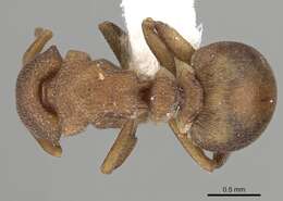 Image of Colobostruma nancyae Brown 1965