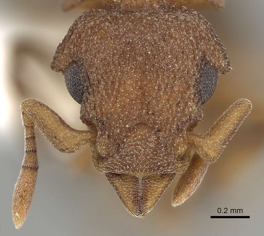 Image of Colobostruma nancyae Brown 1965