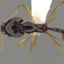 Image of Orectognathus szentivanyi (Brown 1958)