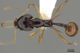 Image of Orectognathus szentivanyi (Brown 1958)