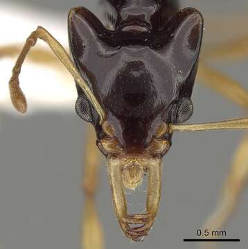 Image of Orectognathus szentivanyi (Brown 1958)