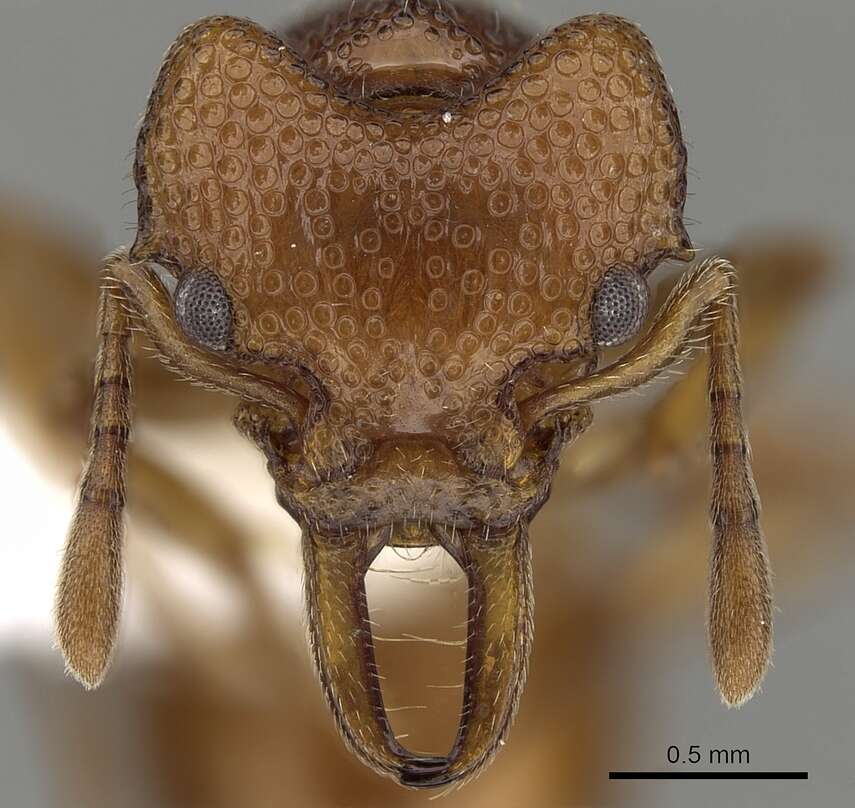 Image of Epopostruma frosti (Brown 1948)