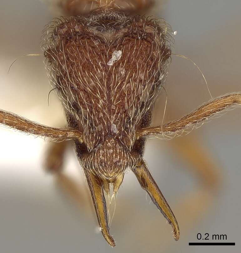 Image of <i>Strumigenys lasia</i>