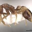 Image of Strumigenys rostrataeformis