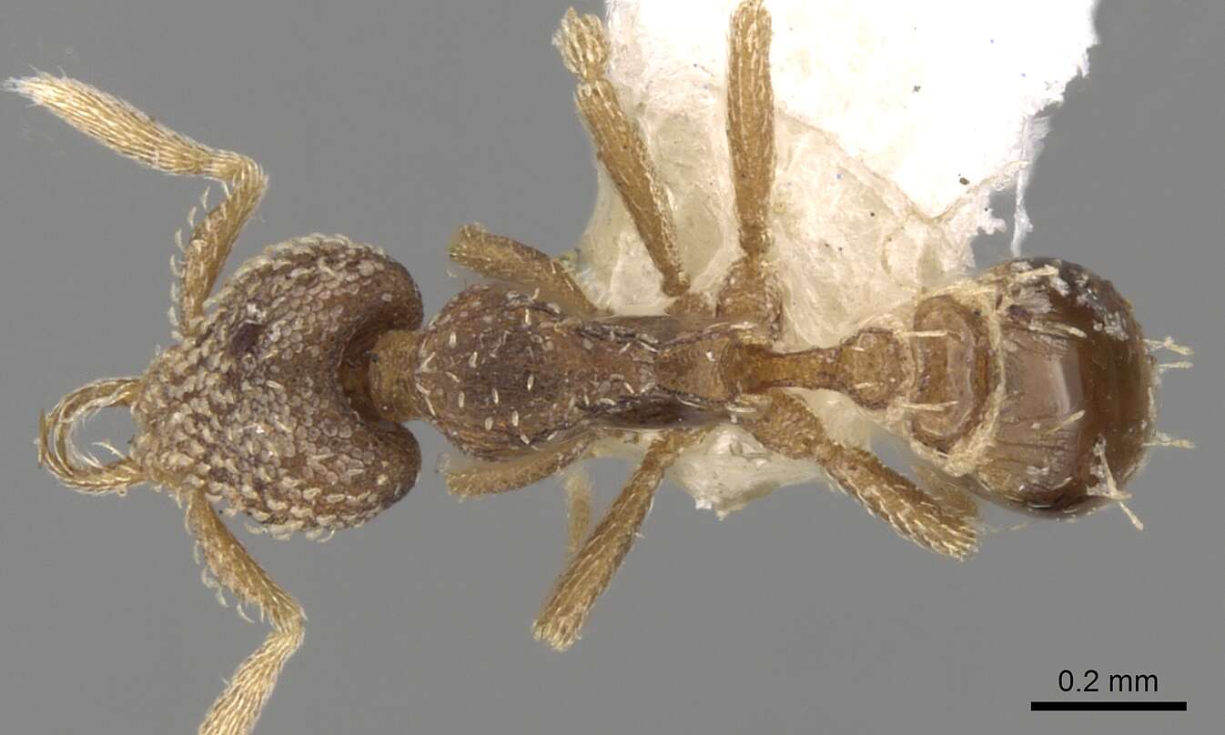 Image of Strumigenys irrorata Santschi 1913