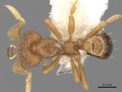 Image of Strumigenys eurycera