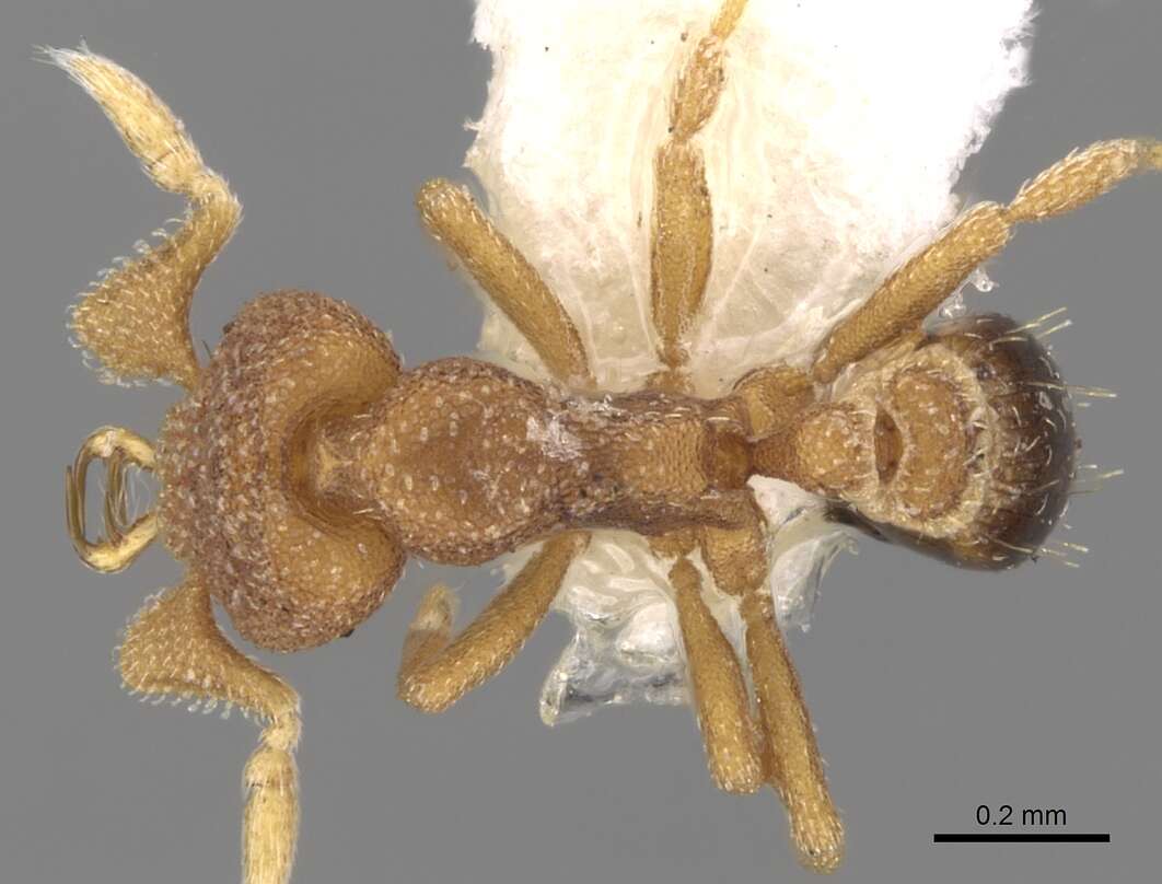 Image of Strumigenys eurycera