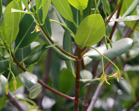 Image of red mangrove