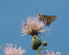 Image of Loammi Skipper