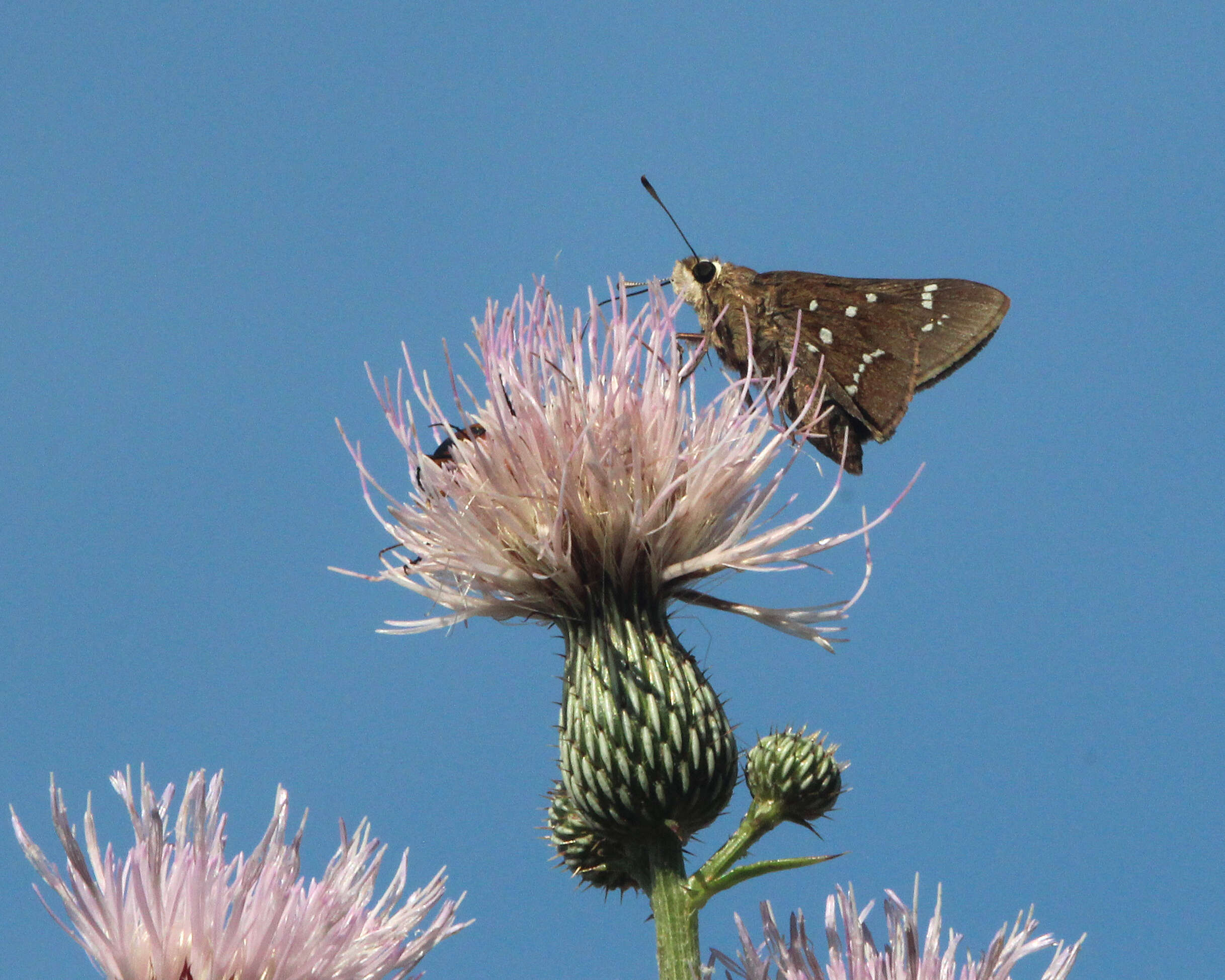 Atrytonopsis loammi Whitney 1876 resmi