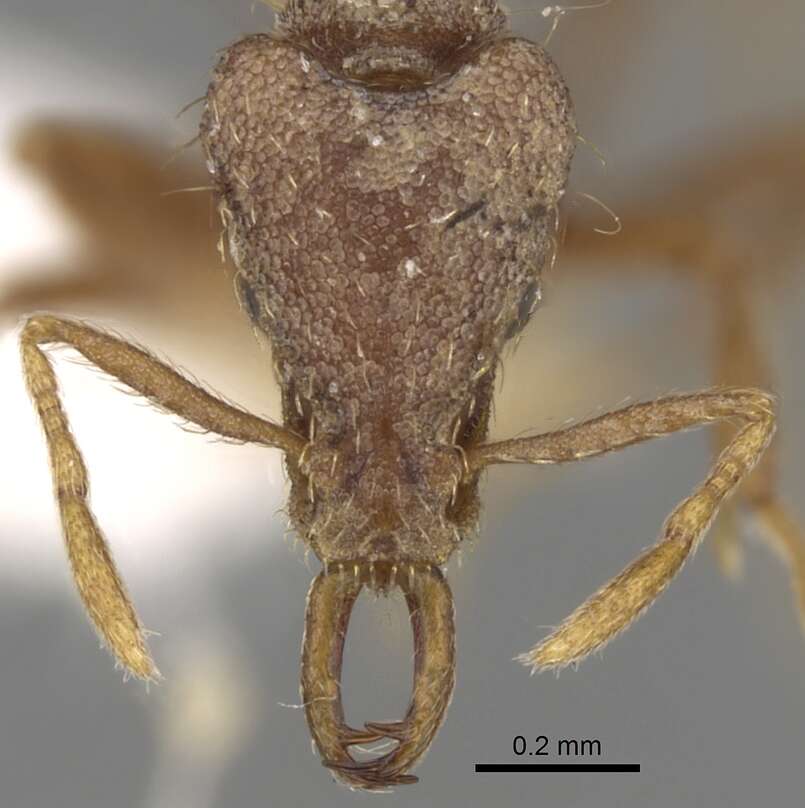 Image of Strumigenys nanzanensis