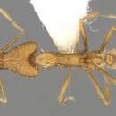 Image of Strumigenys formosensis Forel 1912