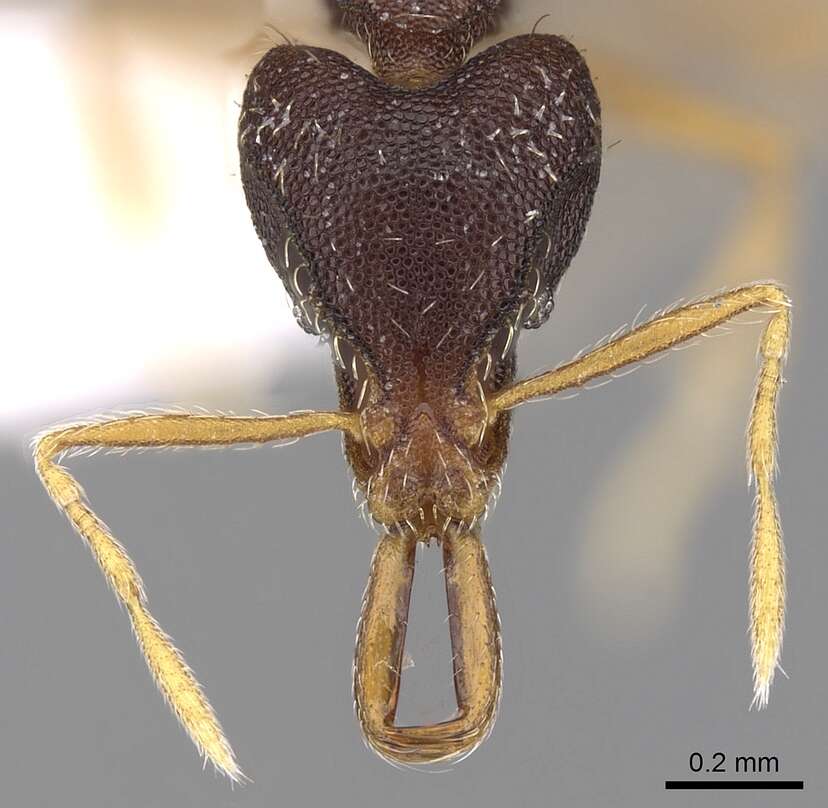 Image of Strumigenys paranetes Brown 1988