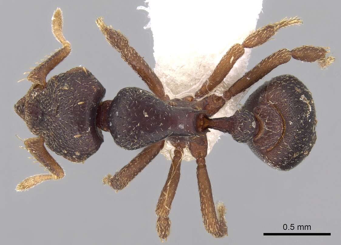 Image of Octostruma wheeleri (Mann 1922)