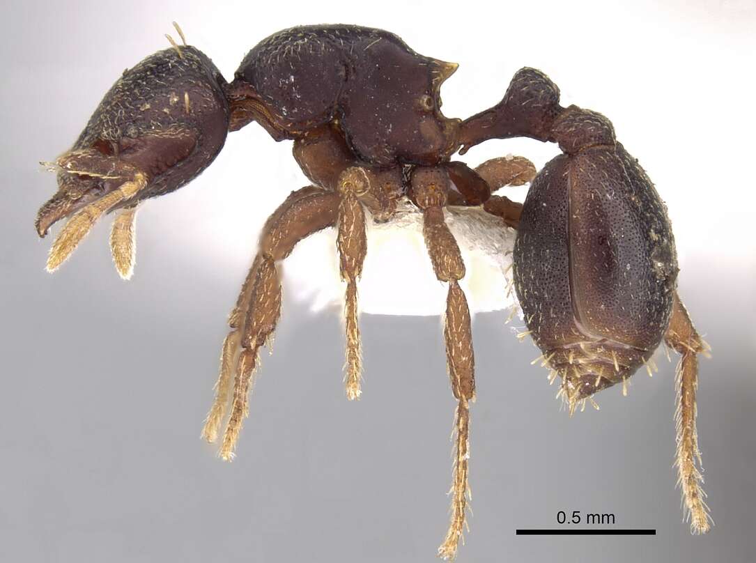 Image of Octostruma wheeleri (Mann 1922)