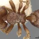 صورة Eurhopalothrix brevicornis (Emery 1897)