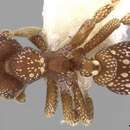 Image de Eurhopalothrix coronata Taylor 1990
