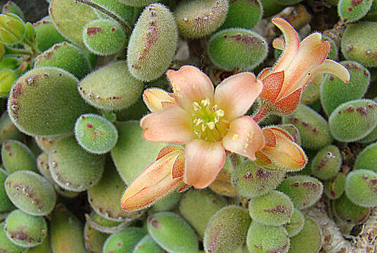 Image de Cotyledon ladismithensis