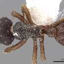 Image of Eurhopalothrix philippina Brown & Kempf 1960